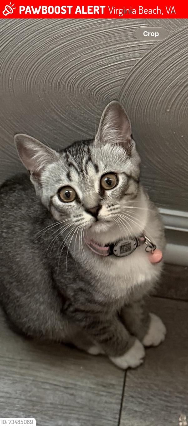 Lost Female Cat last seen Near Hawthorne court Virginia Beach VA 23456, Virginia Beach, VA 23456