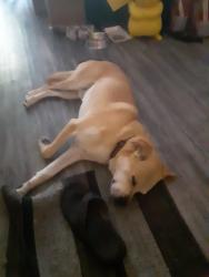 Lost Male Dog last seen Paramount and Rosecrans, Paramount, CA 90723