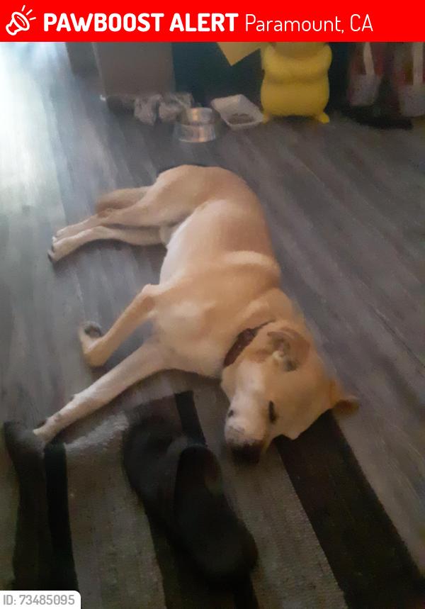 Lost Male Dog last seen Paramount and Rosecrans, Paramount, CA 90723