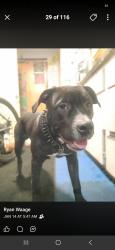 Lost Male Dog last seen Elliot Park, Minneapolis, MN 55415