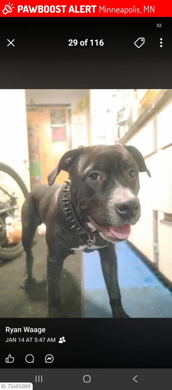 Lost Male Dog last seen Elliot Park, Minneapolis, MN 55415