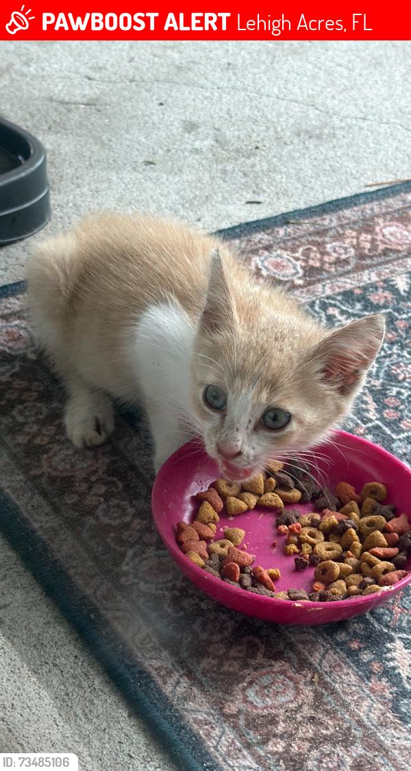Lost Male Cat last seen Near, Lehigh Acres, FL 33974