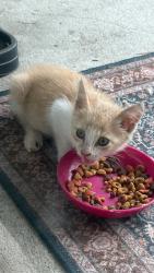 Lost Male Cat last seen Near, Lehigh Acres, FL 33974