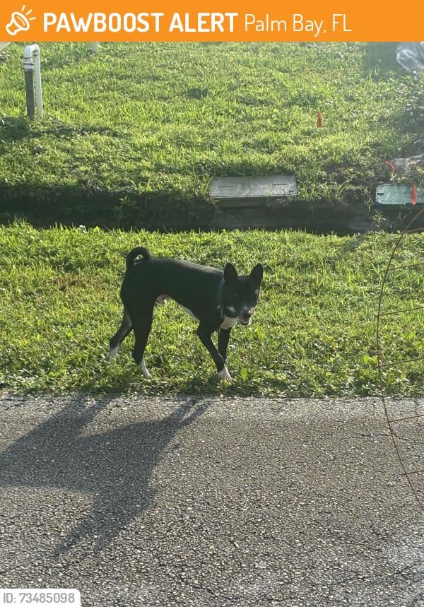 Found/Stray Unknown Dog last seen Breakwater, Palm Bay, FL 32909