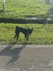 Found/Stray Unknown Dog last seen Breakwater, Palm Bay, FL 32909