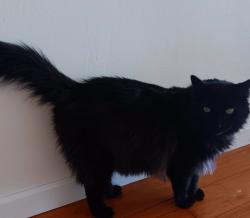 Reunited Male Cat last seen Wilma & Vera Ave, Ripon, CA 95366