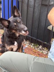 Lost Male Dog last seen New York Ave and 1St. NW, Washington, DC 20001