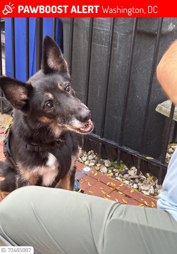 Lost Male Dog last seen New York Ave and 1St. NW, Washington, DC 20001