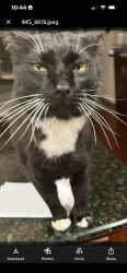Lost Male Cat last seen Richmond Drive, Manassas, VA 20110