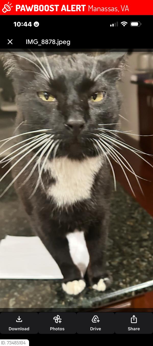 Lost Male Cat last seen Richmond Drive, Manassas, VA 20110