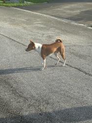 Found/Stray Unknown Dog last seen Breakwater, Palm Bay, FL 32909