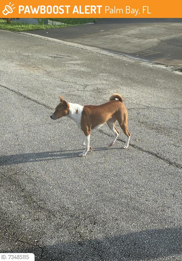 Found/Stray Unknown Dog last seen Breakwater, Palm Bay, FL 32909