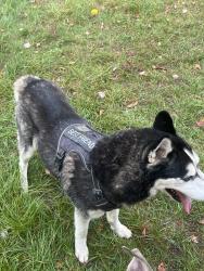 Reunited Male Dog last seen State st and McCarthy, Ypsilanti Township, MI 48197