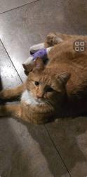Lost Male Cat last seen Waterford, Chestermere, AB T1X 2M8