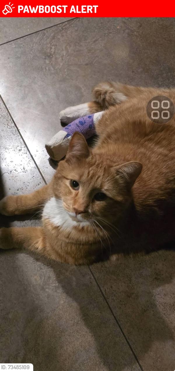 Lost Male Cat last seen Waterford, Chestermere, AB T1X 2M8