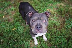 Shelter Stray Female Dog last seen WENTZVILLE, 4850 Mid Rivers Mall Dr, St Peters, MO 63376, USA