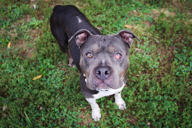 Shelter Stray Female Dog last seen WENTZVILLE, 4850 Mid Rivers Mall Dr, St Peters, MO 63376, USA