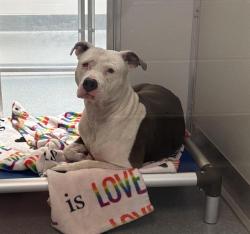 Shelter Stray Female Dog last seen Near, 5001 E Raymond St, Indianapolis, IN 46203, USA