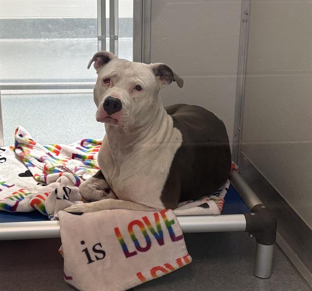 Shelter Stray Female Dog last seen Near, 5001 E Raymond St, Indianapolis, IN 46203, USA