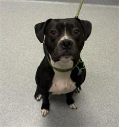 Shelter Stray Male Dog last seen Near, 5001 E Raymond St, Indianapolis, IN 46203, USA
