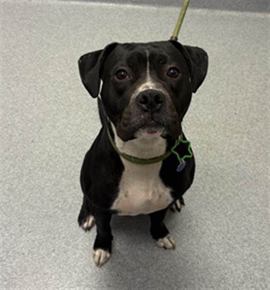 Shelter Stray Male Dog last seen Near, 5001 E Raymond St, Indianapolis, IN 46203, USA