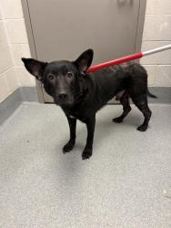 Shelter Stray Male Dog last seen Near, 5001 E Raymond St, Indianapolis, IN 46203, USA