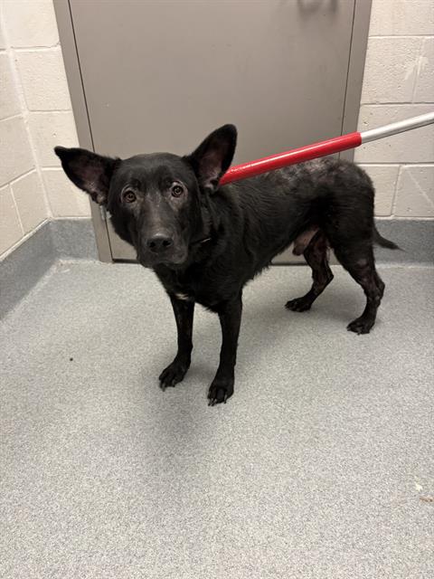 Shelter Stray Male Dog last seen Near, 5001 E Raymond St, Indianapolis, IN 46203, USA