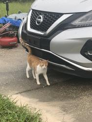Found/Stray Male Cat last seen Star Road, Brooksville, FL 34613