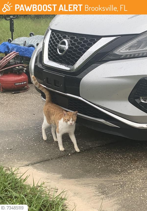 Found/Stray Male Cat last seen Star Road, Brooksville, FL 34613