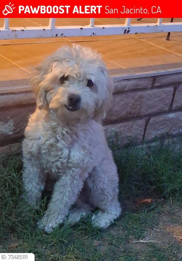 Lost Male Dog last seen Saint Anthony Catholic church, San Jacinto, CA 92583