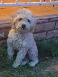 Lost Male Dog last seen Saint Anthony Catholic church, San Jacinto, CA 92583
