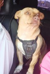 Lost Male Dog last seen Near 3207r 36th Ave east road, Gillette Road, Palmetto, FL 34221
