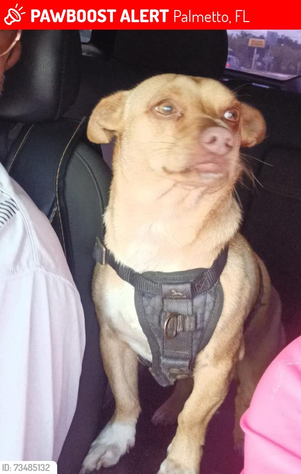 Lost Male Dog last seen Near 3207r 36th Ave east road, Gillette Road, Palmetto, FL 34221