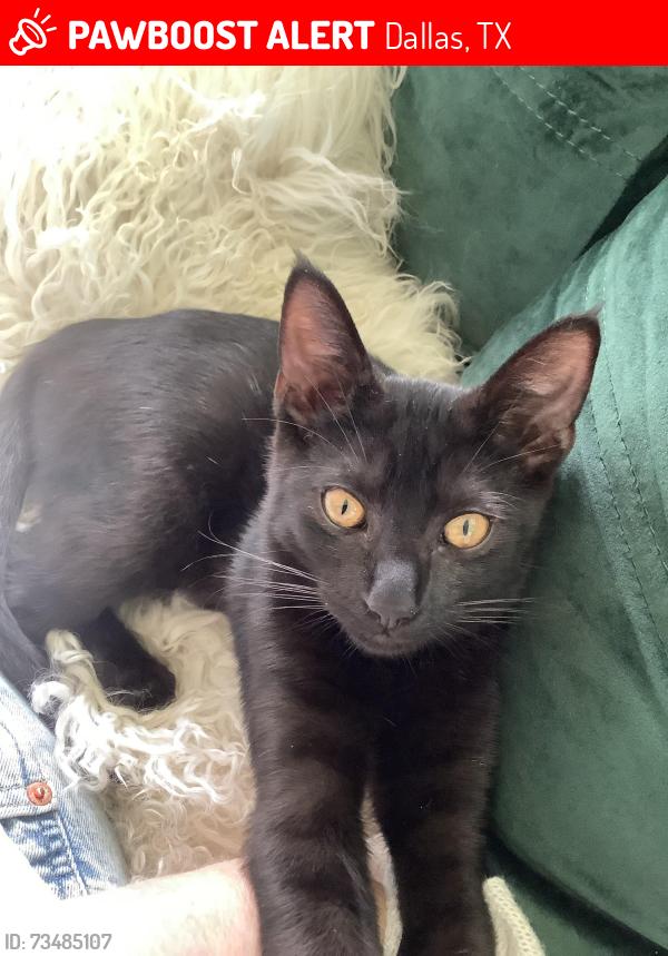 Lost Male Cat last seen Boca Bay and Haydale 75244, Dallas, TX 75244