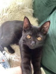 Lost Male Cat last seen Boca Bay and Haydale 75244, Dallas, TX 75244