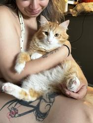 Reunited Male Cat last seen Near e Osage lane, Palatine, IL 60074