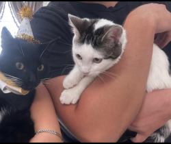 Reunited Female Cat last seen Near rocky hill dr lilburn ga 30047, Lilburn, GA 30047