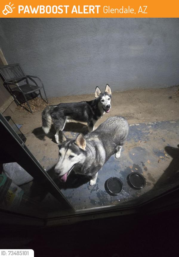 Found/Stray Male Dog last seen Near West Orangewood Avenue, Glendale, Arizona 85303, Glendale, AZ 85303