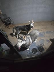 Found/Stray Male Dog last seen Near West Orangewood Avenue, Glendale, Arizona 85303, Glendale, AZ 85303