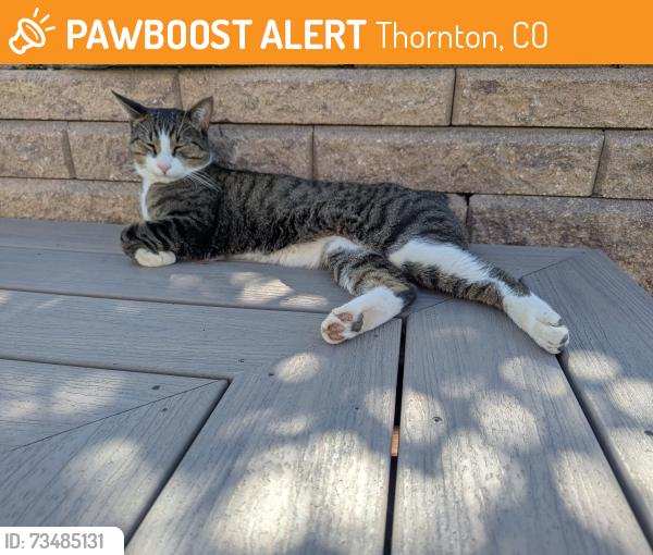 Found/Stray Unknown Cat last seen Lewis Point Neighborhood, Thornton, CO 80221