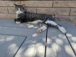 Found/Stray Unknown Cat last seen Lewis Point Neighborhood, Thornton, CO 80221