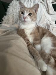 Lost Female Cat last seen AW Grimes, Avery Nelson PWKY, Round Rock, TX 78665