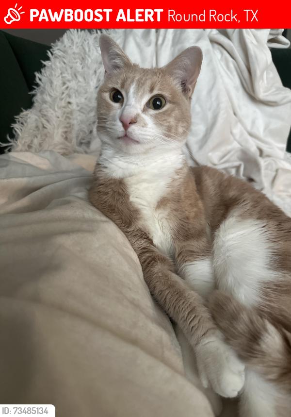 Lost Female Cat last seen AW Grimes, Avery Nelson PWKY, Round Rock, TX 78665