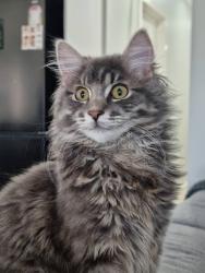 Reunited Male Cat last seen Travers Street, Craigieburn, VIC 3064