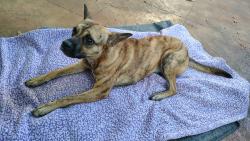 Found/Stray Female Dog last seen Woods entrance on Old Omen Rd, Tyler, TX 75707