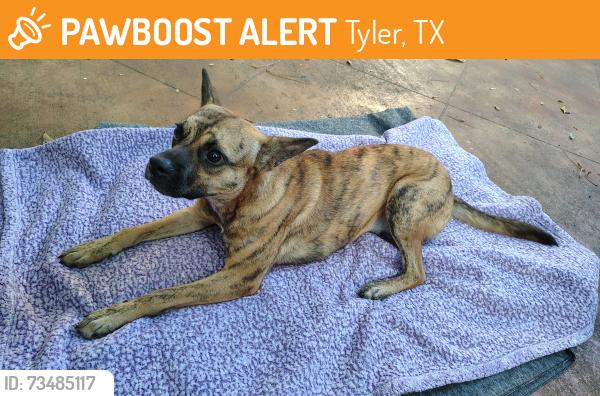 Found/Stray Female Dog last seen Woods entrance on Old Omen Rd, Tyler, TX 75707