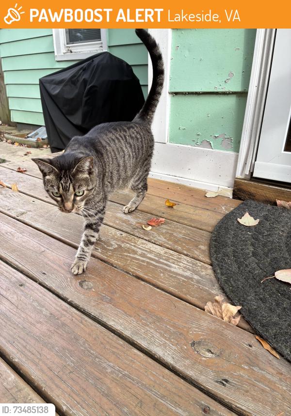Found/Stray Unknown Cat last seen Lakeside area, Lakeside, VA 23228