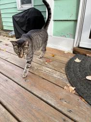 Found/Stray Unknown Cat last seen Lakeside area, Lakeside, VA 23228