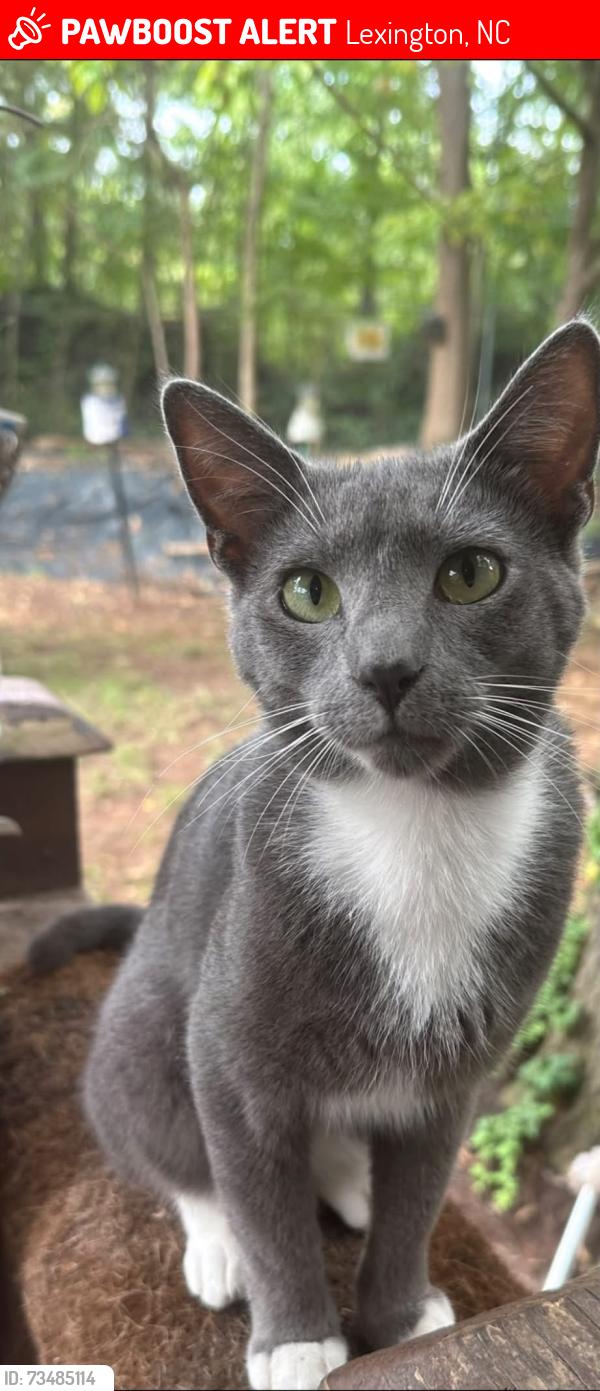 Lost Male Cat last seen wilfred ave, “grab n go/naira food mart/citgo whatever it’s called now. smokey joes, the trailer park down there, Lexington, NC 27292
