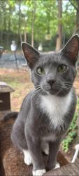 Lost Male Cat last seen wilfred ave, “grab n go/naira food mart/citgo whatever it’s called now. smokey joes, the trailer park down there, Lexington, NC 27292